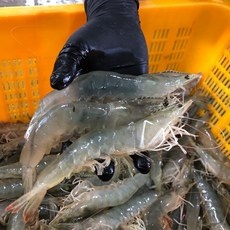 이거 좋더라구요 활새우 추천 아이템 TOP 10