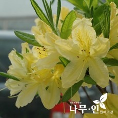 이거 좋더라구요 황철쭉 할인 아이템 탑 10