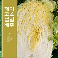 신상품 강원도절임배추 인기 제품 베스트 5
