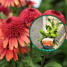 신상품 겹에키네시아 할인 정보 상위 5 신상품 겹에키네시아 할인 정보 상위 5