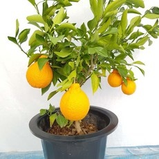 ◀ 2024년 후기를 보니 더 맘에 들어요▶ 귤나무 추천 정보 리스트 5 ◀ 2024년 후기를 보니 더 맘에 들어요▶ 귤나무 추천 정보 리스트 5