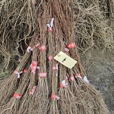 ◀ 2024년 후기로 대박난 행복한 선택▶ 메타세쿼이아 인기 정보 TOP 5