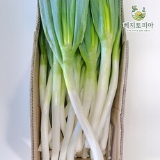 ◀ 2024년 SNS 인기상품 강력추천▶ 수입대파10kg 최저가 상품 탑 5