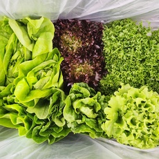 놓치면 후회할 유러피안채소 할인 정보 리스트 5