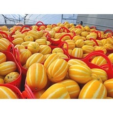 ◀ 2024년 실사용 상품후기 대박▶ 참외 추천 정보 탑 9