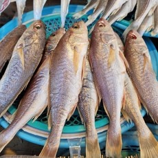 세일 참조기 할인 제품 베스트 5
