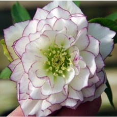 Must Have Item 크리스마스로즈 인기 제품 탑 5 Must Have Item 크리스마스로즈 인기 제품 탑 5