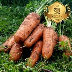 놓치면 후회할 흙당근 추천 제품 리스트 5 놓치면 후회할 흙당근 추천 제품 리스트 5