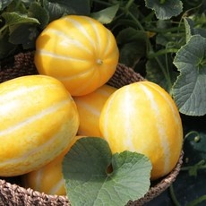 최저가 성주참외 최저가 아이템 베스트 9