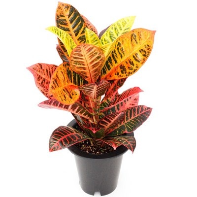 평이 정말 좋아요, 믿고 샀어요. 크로톤 인기 정보 베스트 5