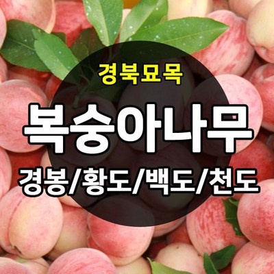 최고의 선택이었어요. 최유라나무목 할인 아이템 상위 10